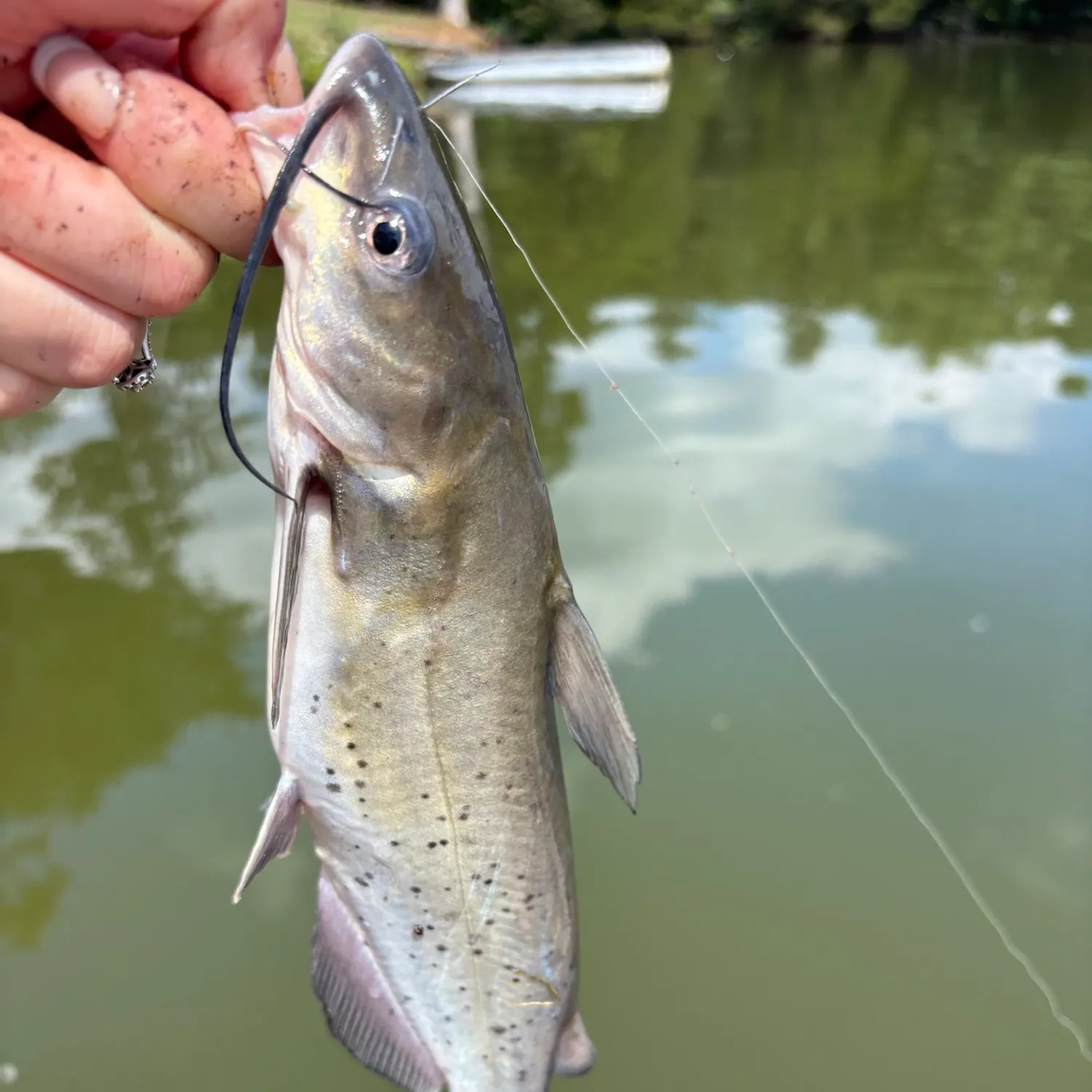 Channel catfish caught on Fishbrain
