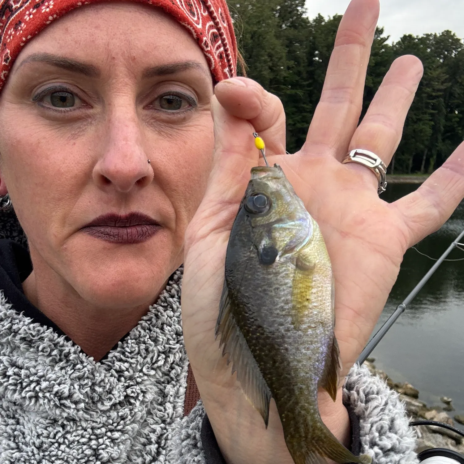 Bluegill caught on Fishbrain