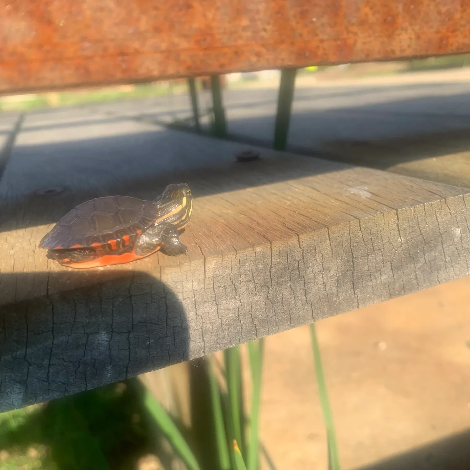 The most recent Painted turtle catches on Fishbrain