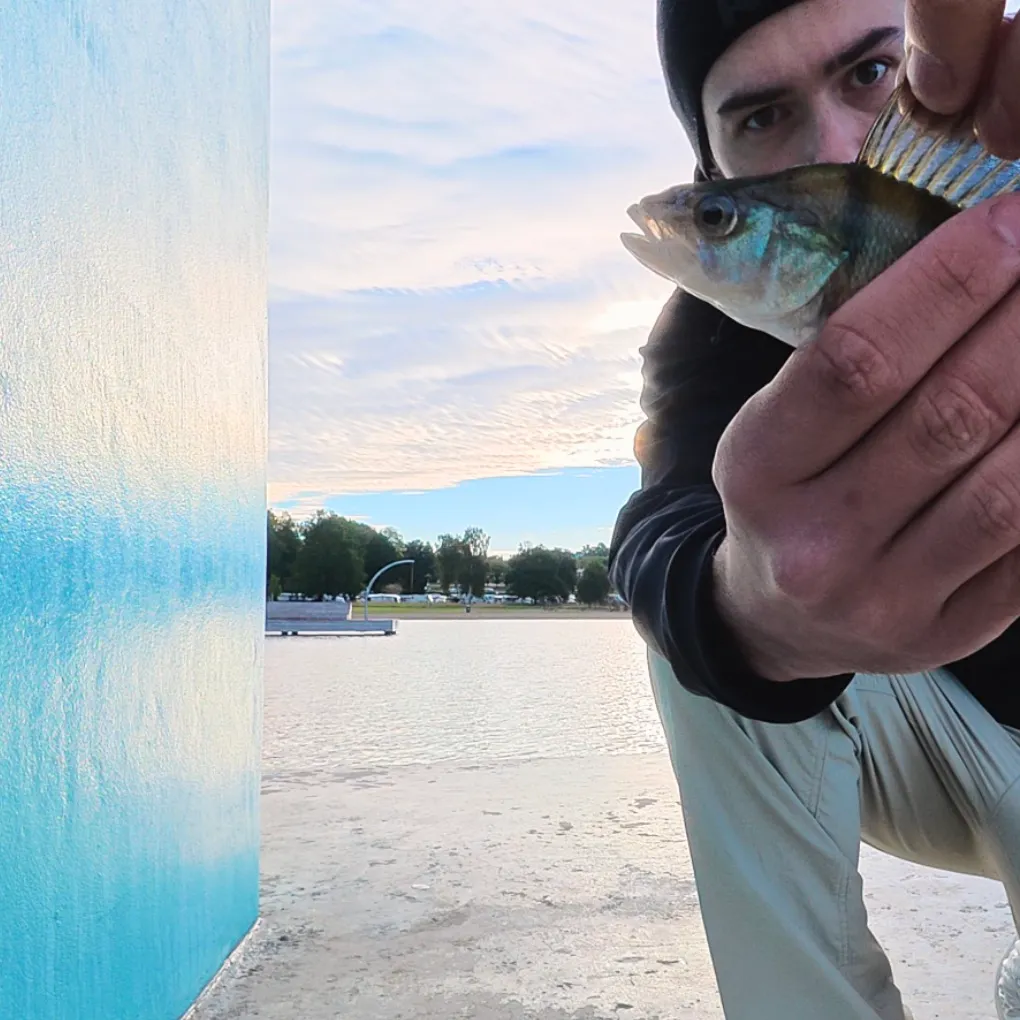 European perch caught on Fishbrain