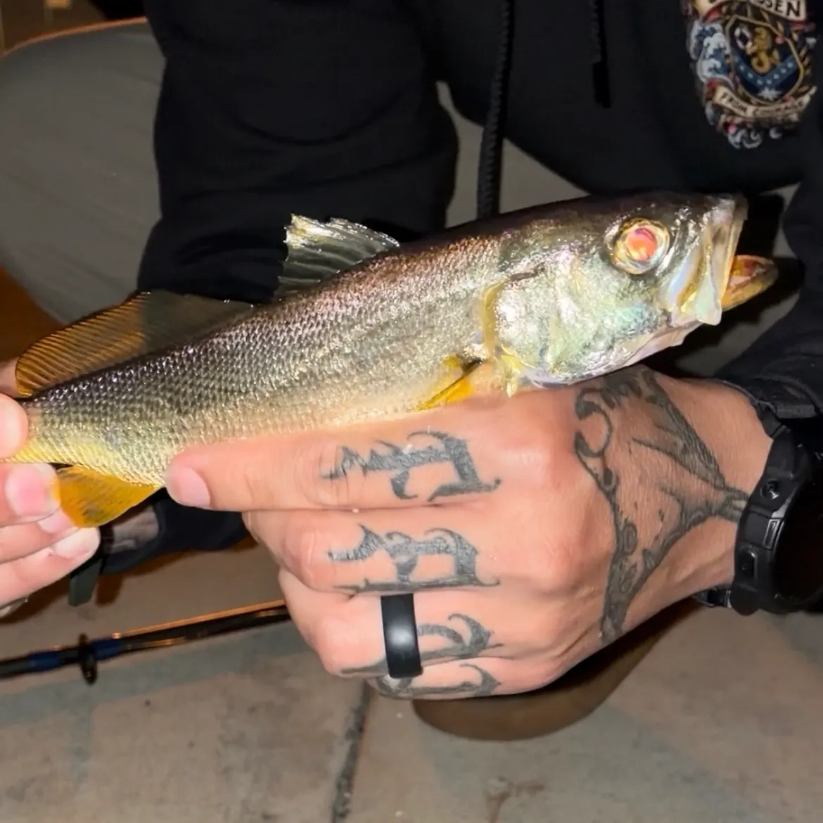 Sand seatrout caught on Fishbrain