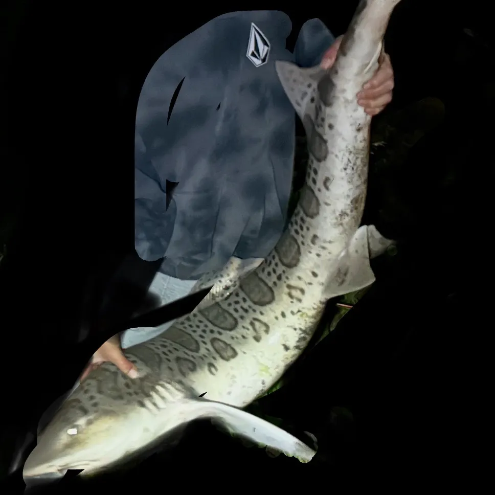 The most recent Leopard shark catches on Fishbrain