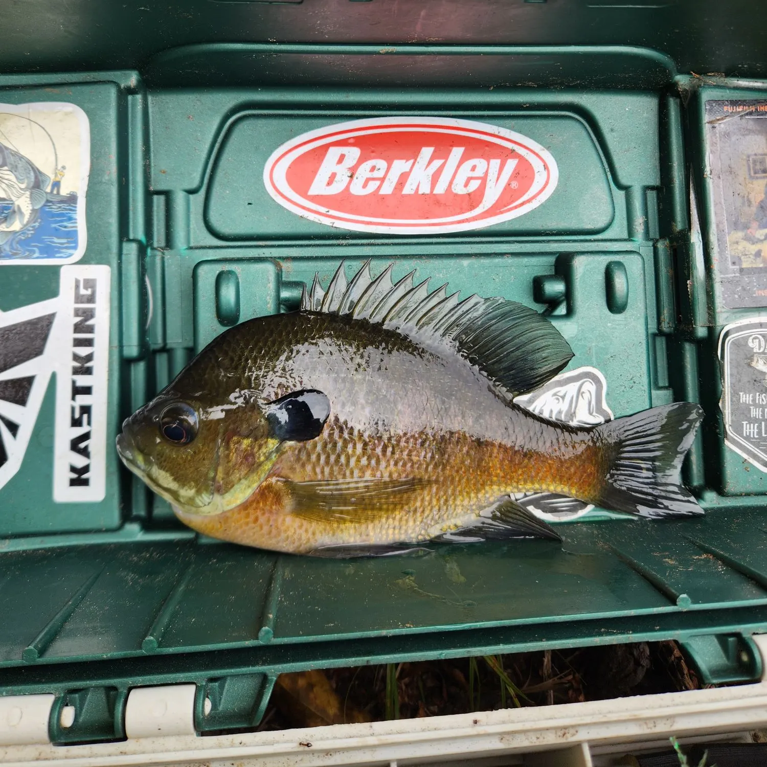 Bluegill caught on Fishbrain