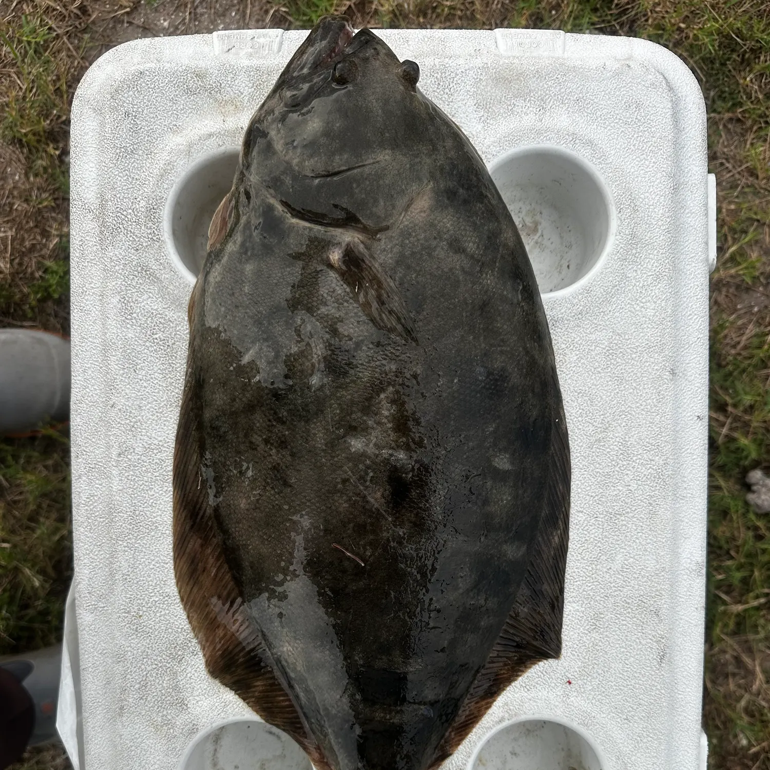 Southern flounder caught on Fishbrain