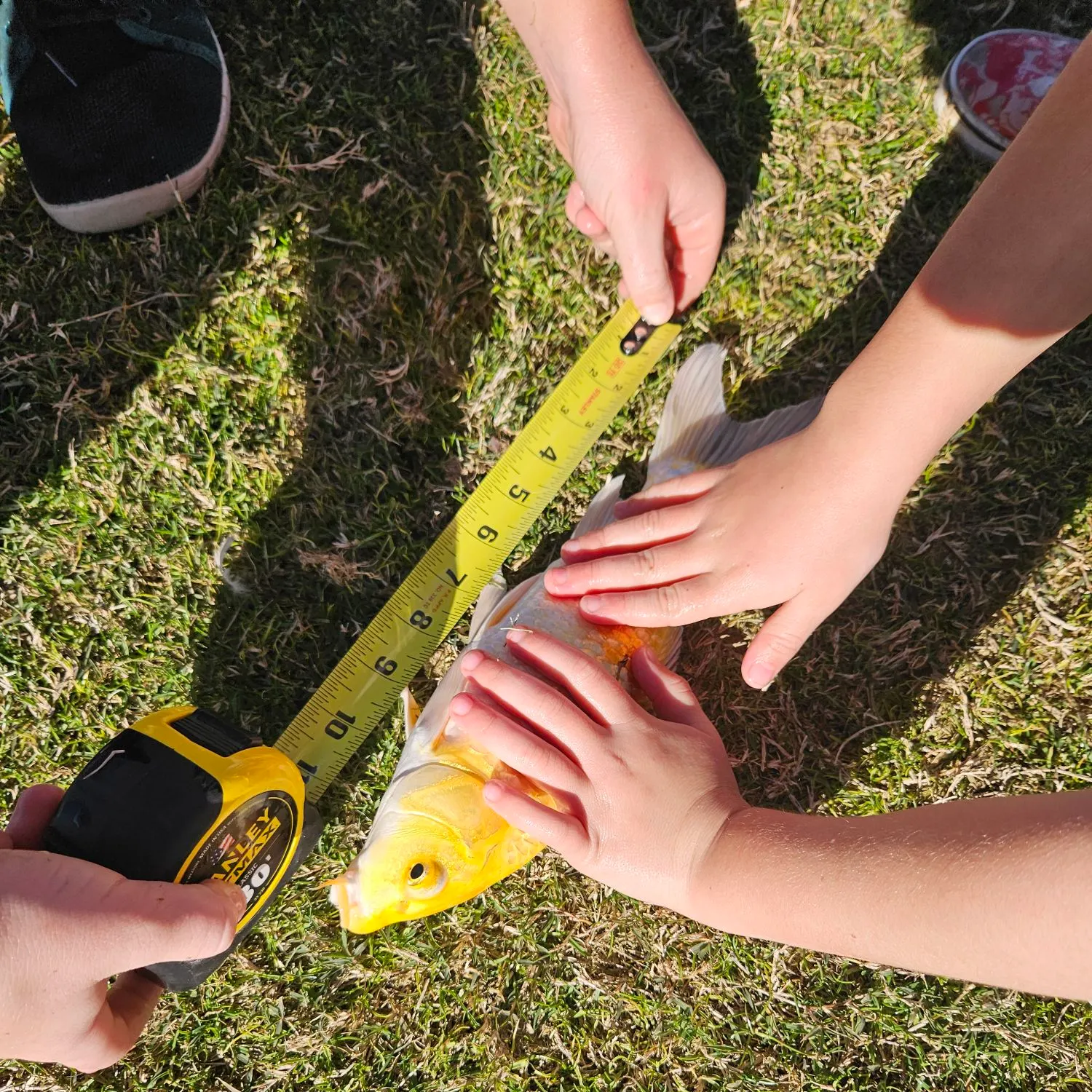 The most recent Koi carp catches on Fishbrain