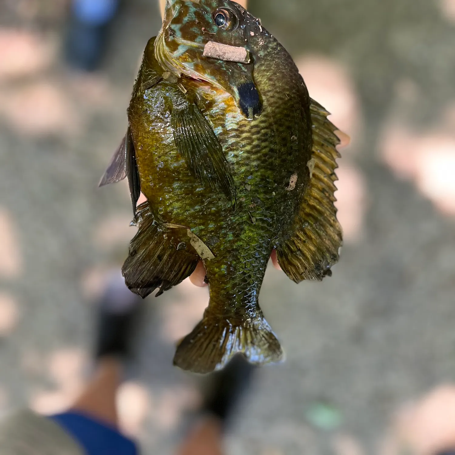 angler catch