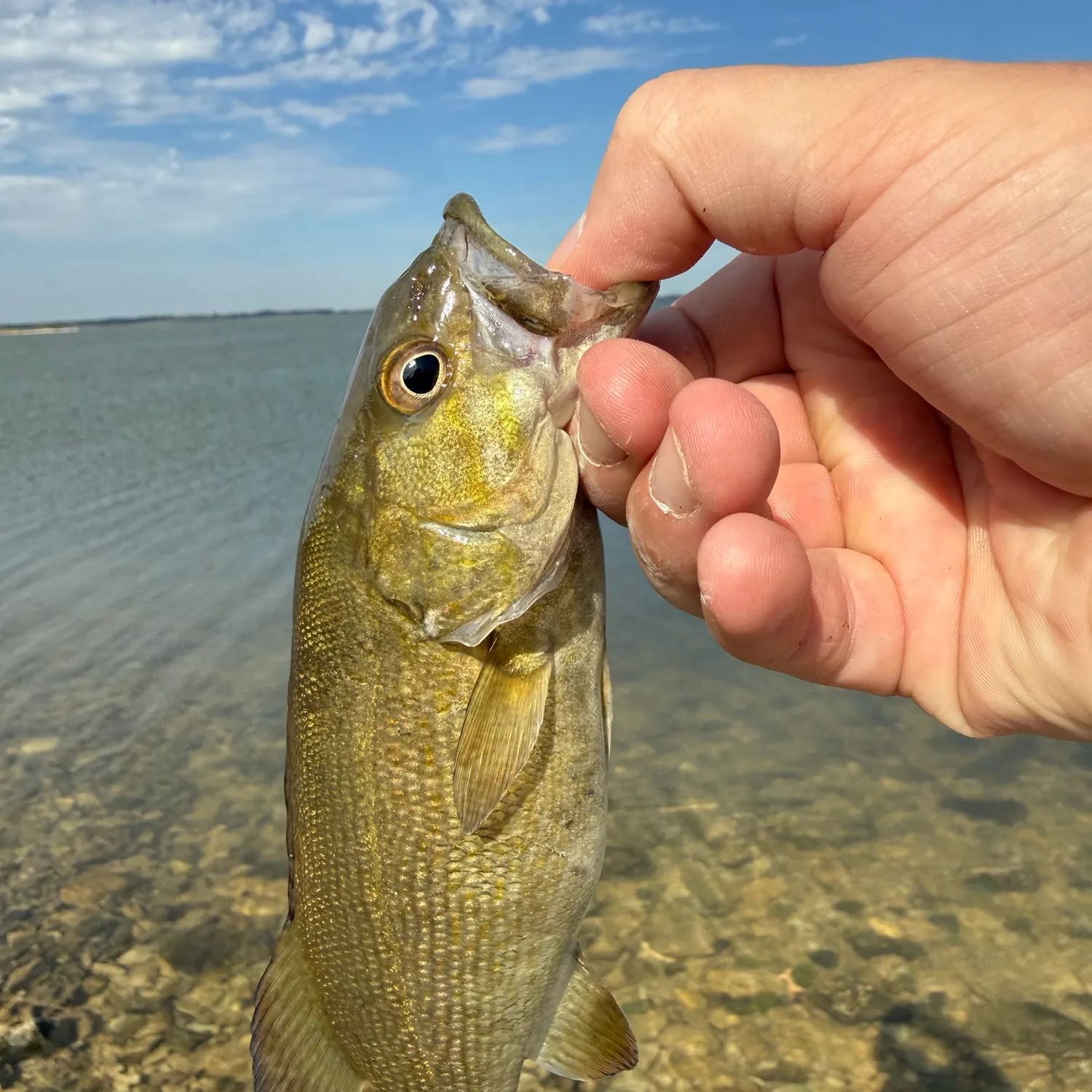 Smallmouth bass caught on Fishbrain