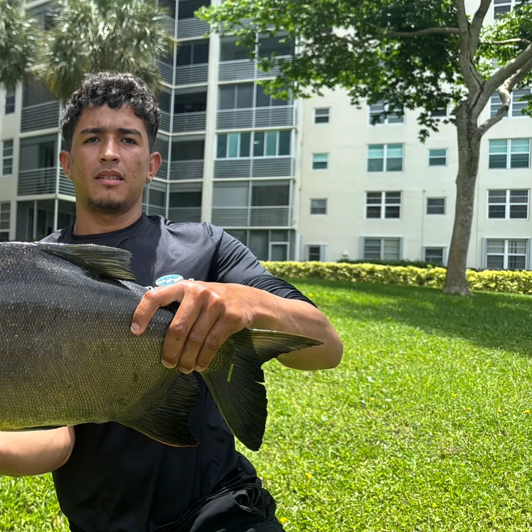 The most recent Small-scaled pacu catches on Fishbrain