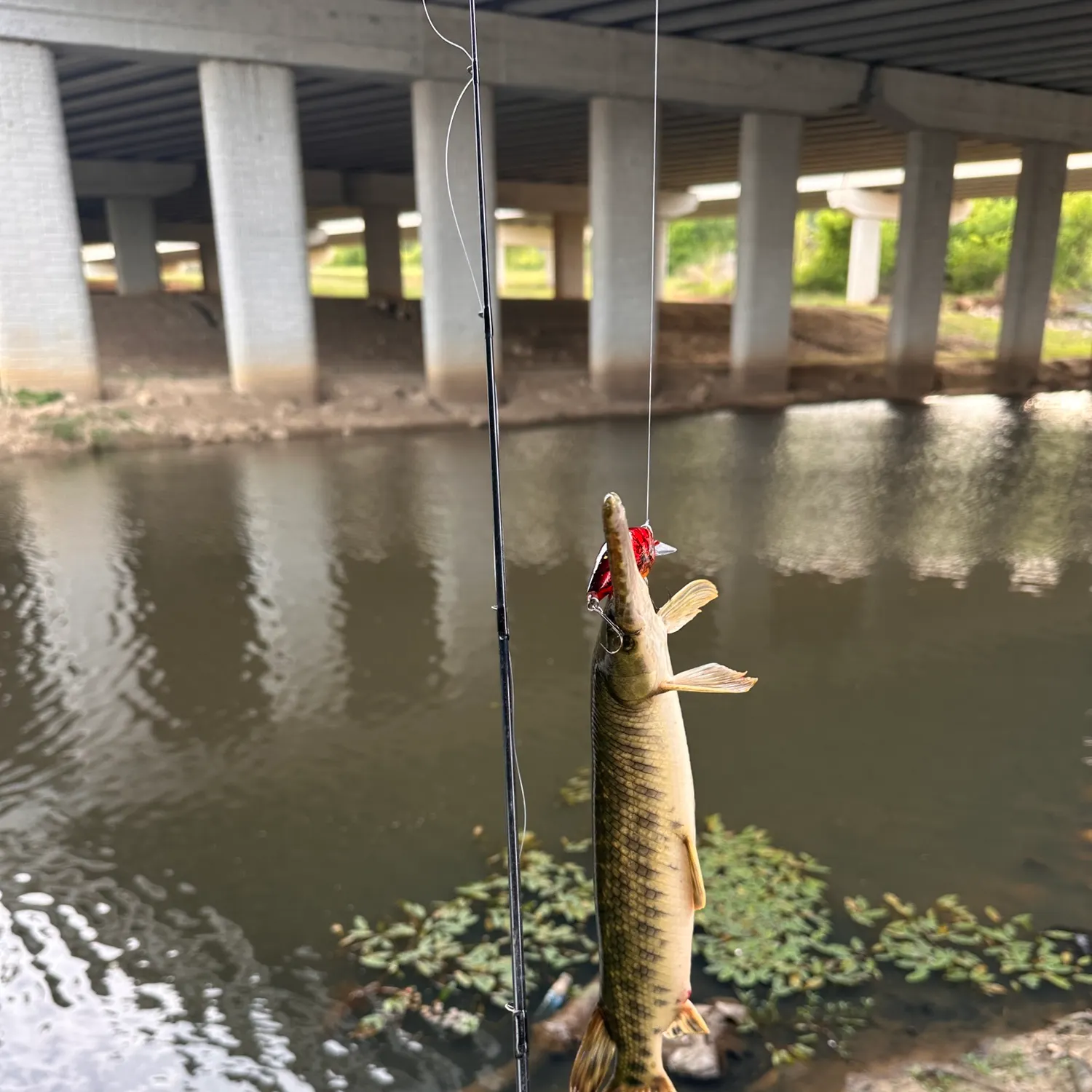 The most recent Longnose gar catches on Fishbrain