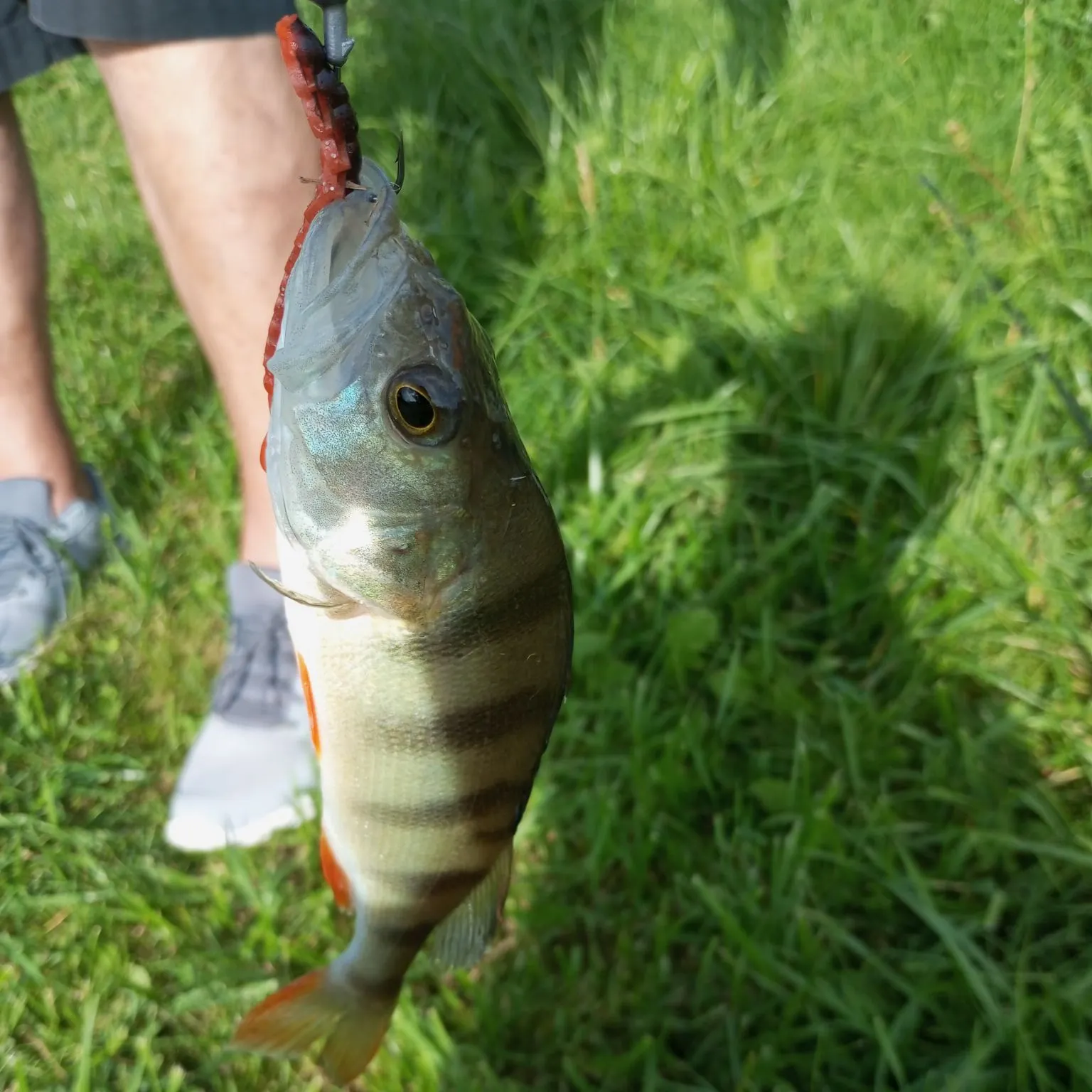 Fish caught on Fishbrain