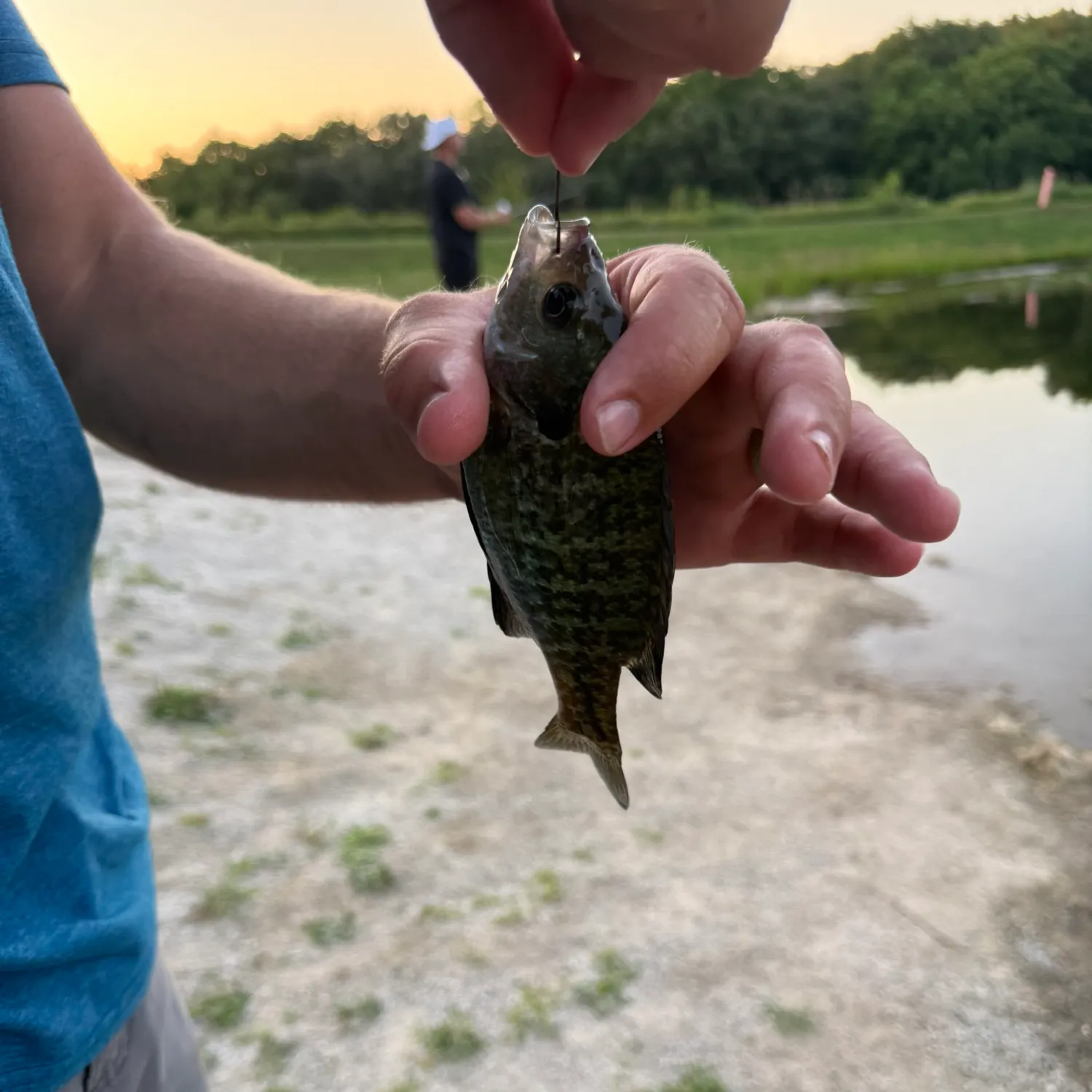 Bluegill caught on Fishbrain