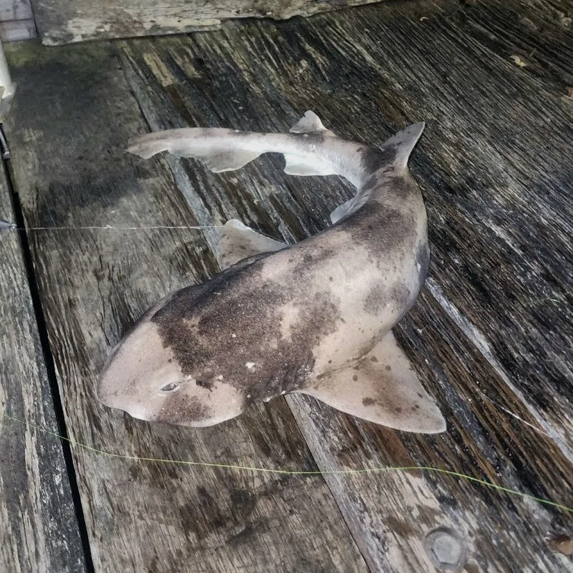 The most recent Swellshark catches on Fishbrain