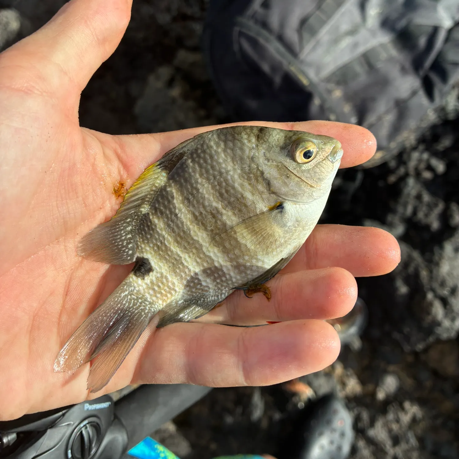 The most recent Blackspot sergeant catches on Fishbrain