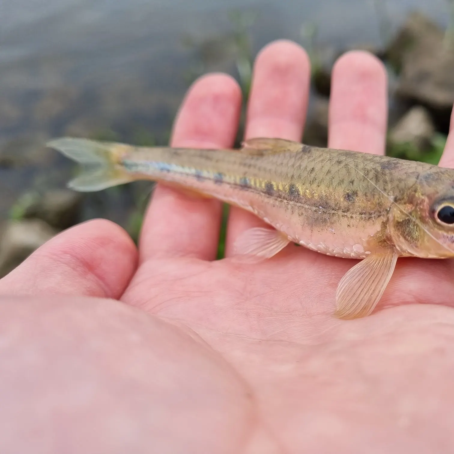The most recent Northern whitefin gudgeon catches on Fishbrain