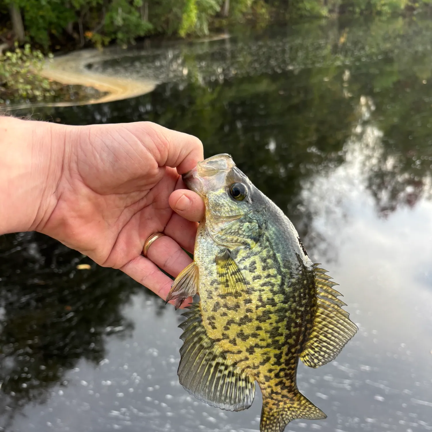 Black crappie caught on Fishbrain
