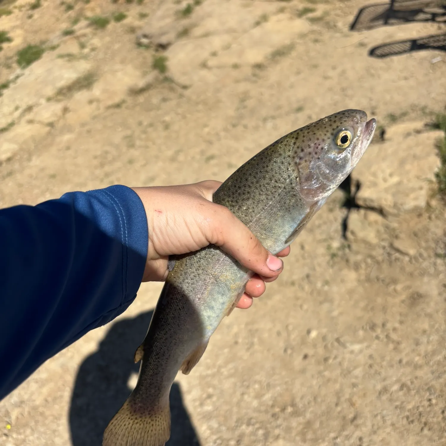 Rainbow trout caught on Fishbrain