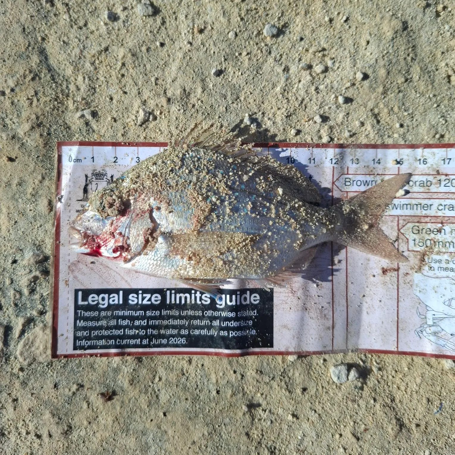 Australasian snapper caught on Fishbrain