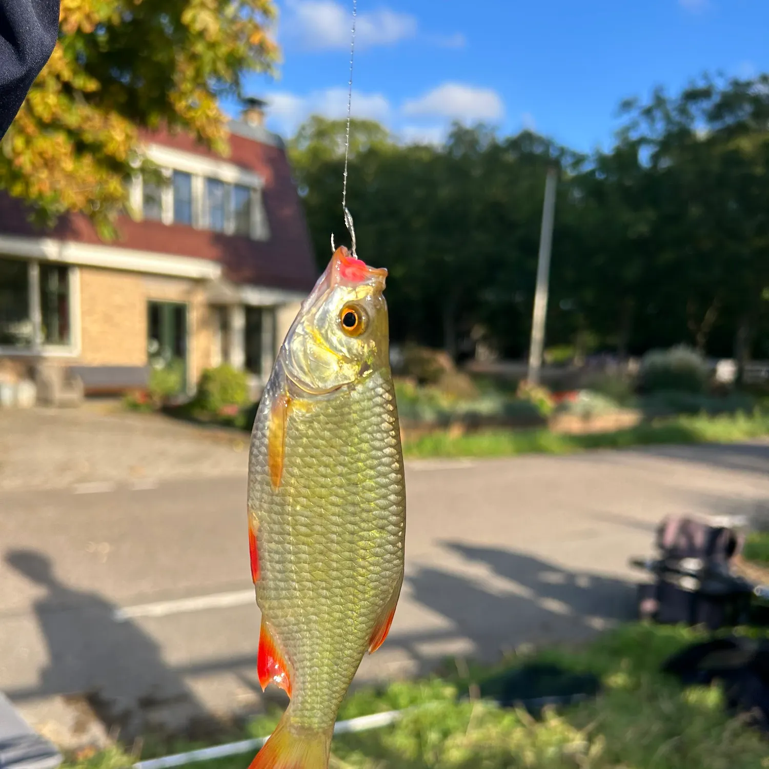 Common rudd caught on Fishbrain