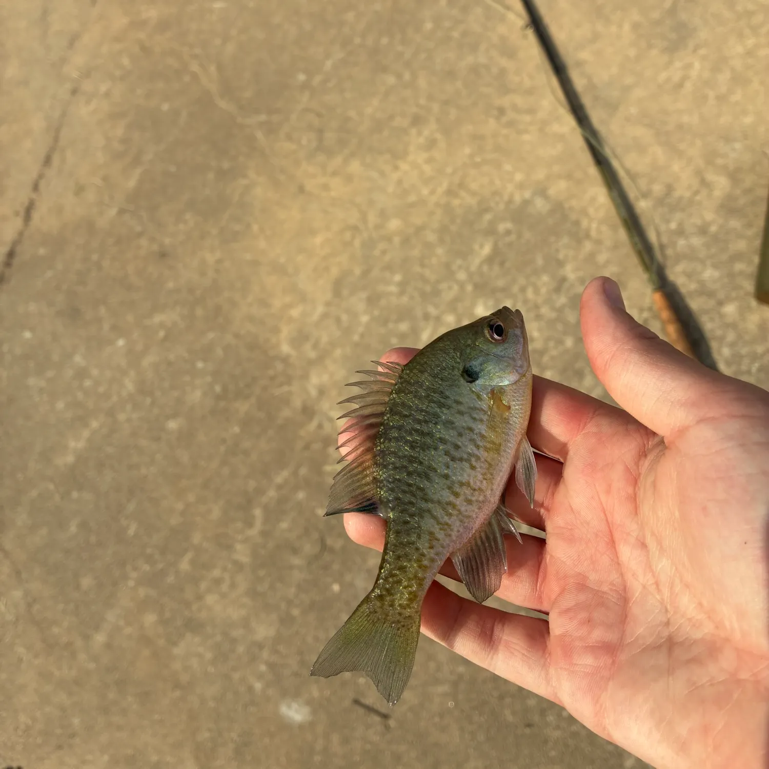 Bluegill caught on Fishbrain
