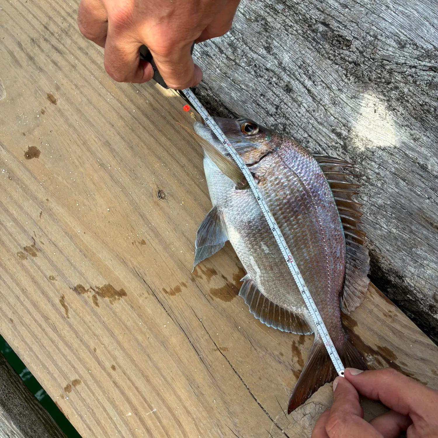 Scup caught on Fishbrain