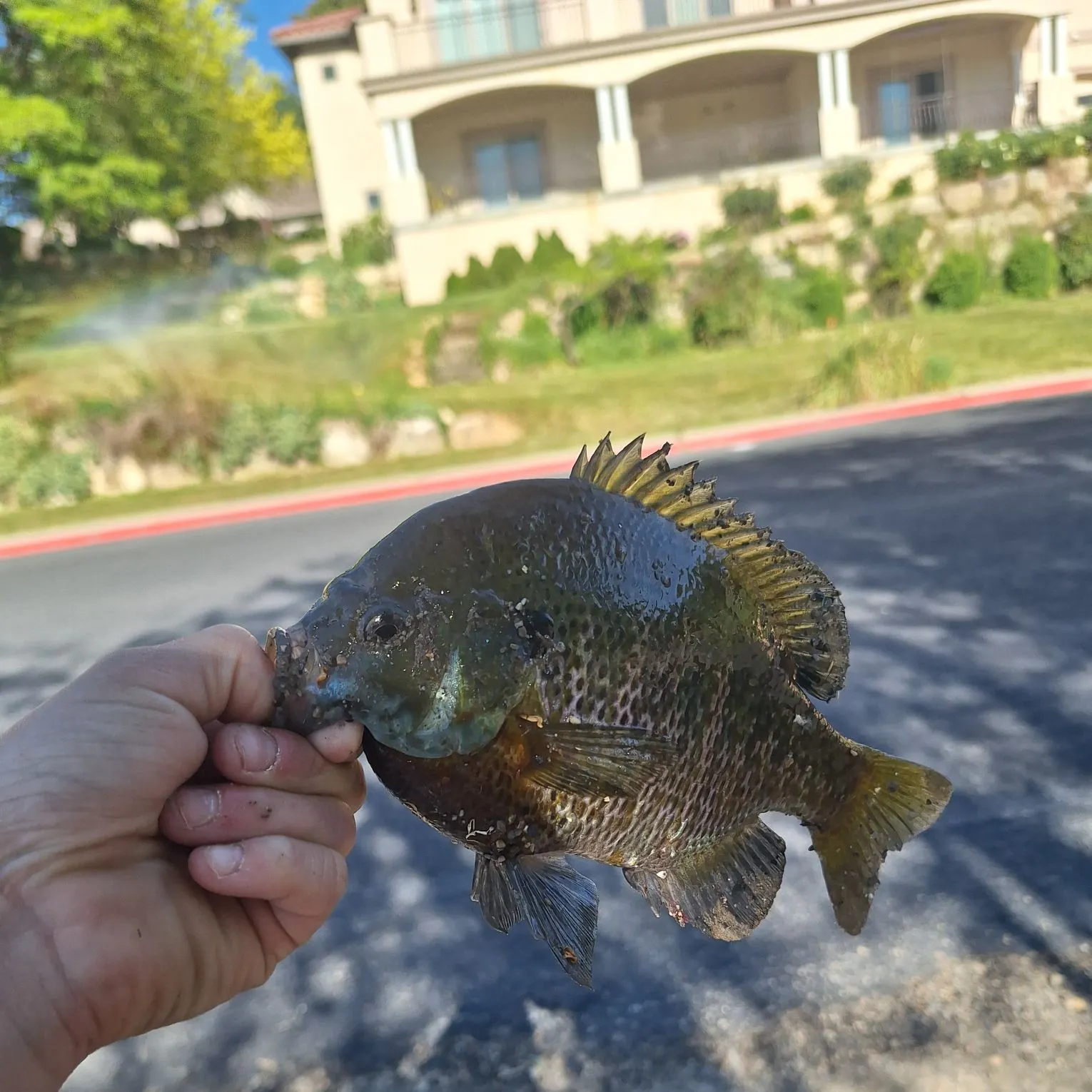 catch