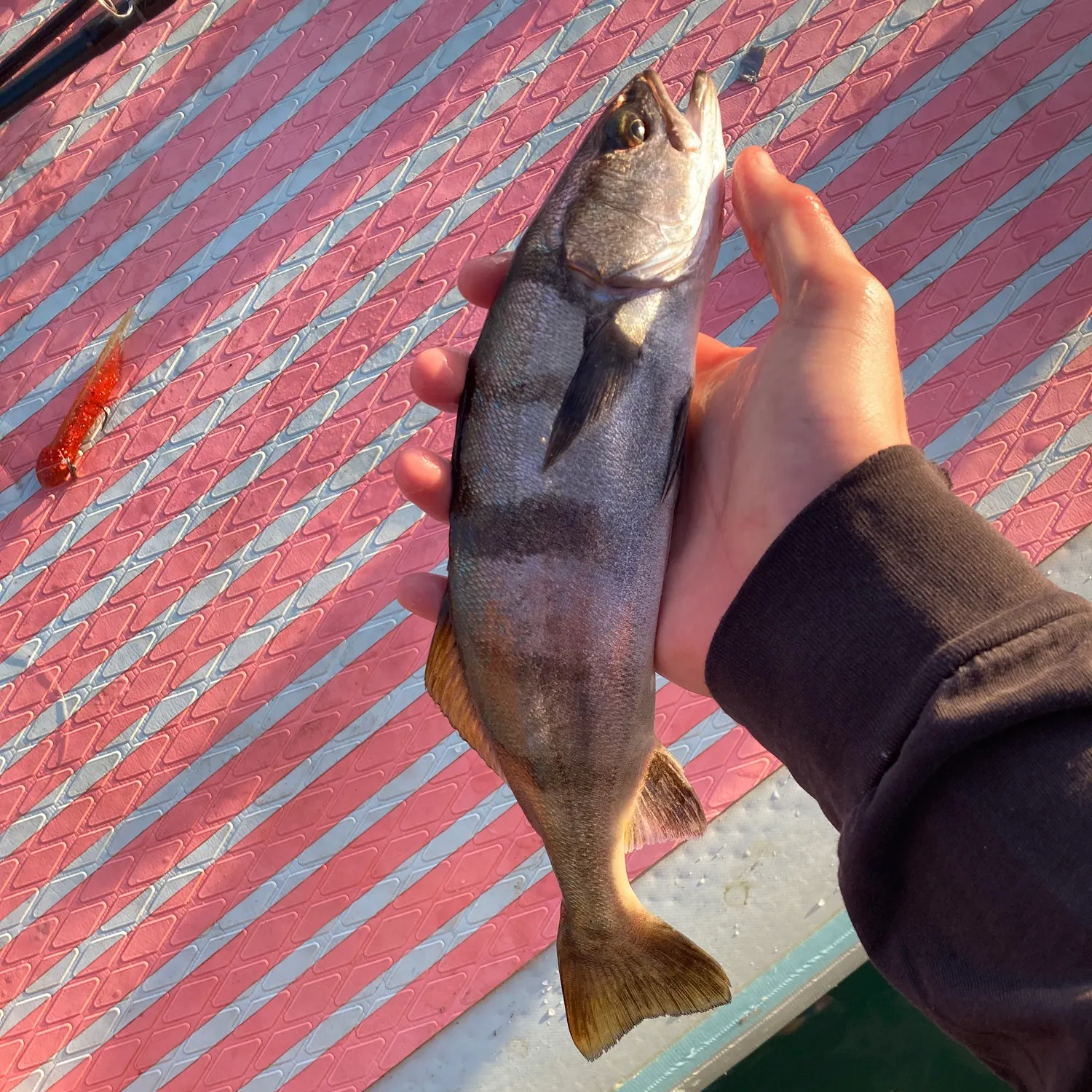 White seabass caught on Fishbrain