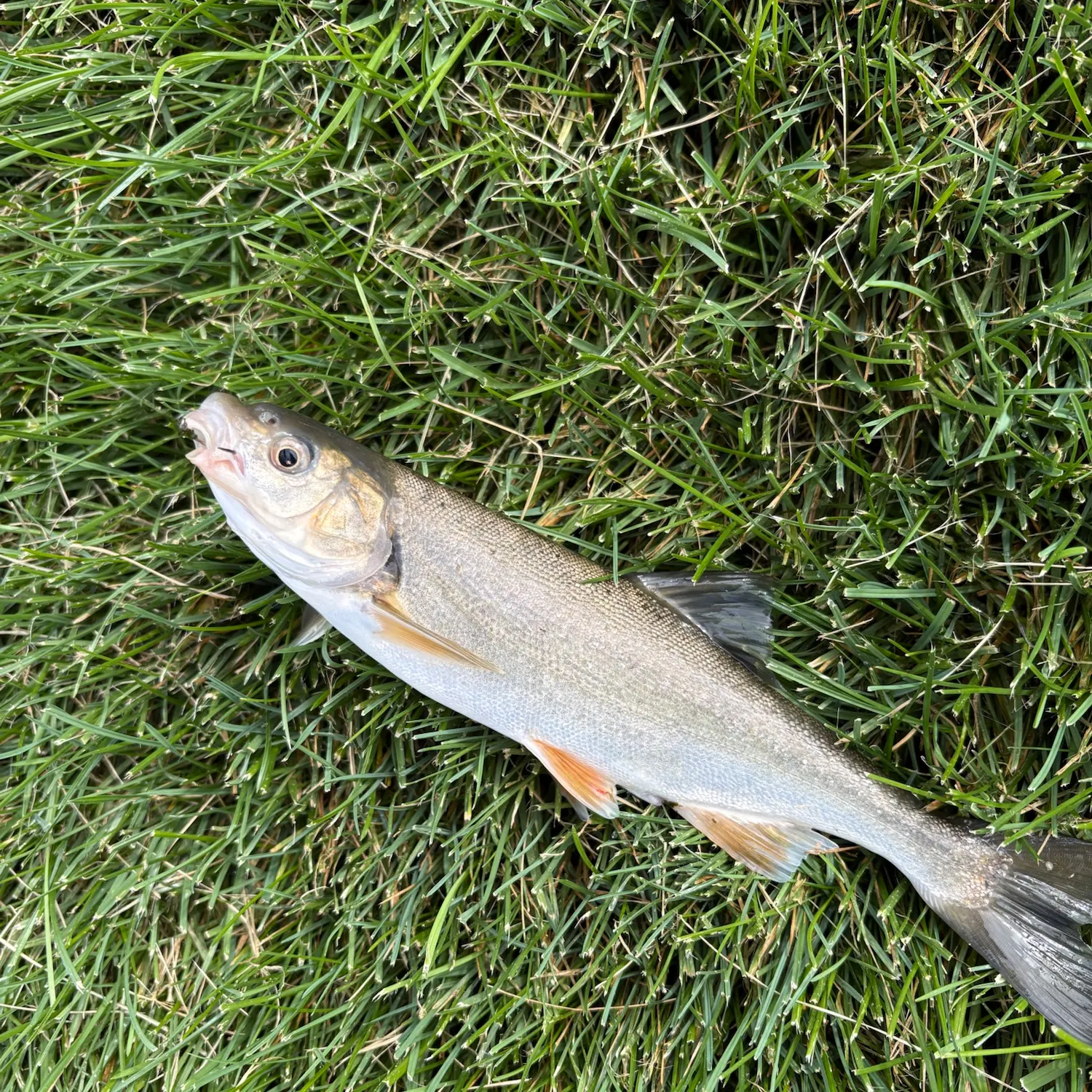 The most recent Mountain whitefish catches on Fishbrain