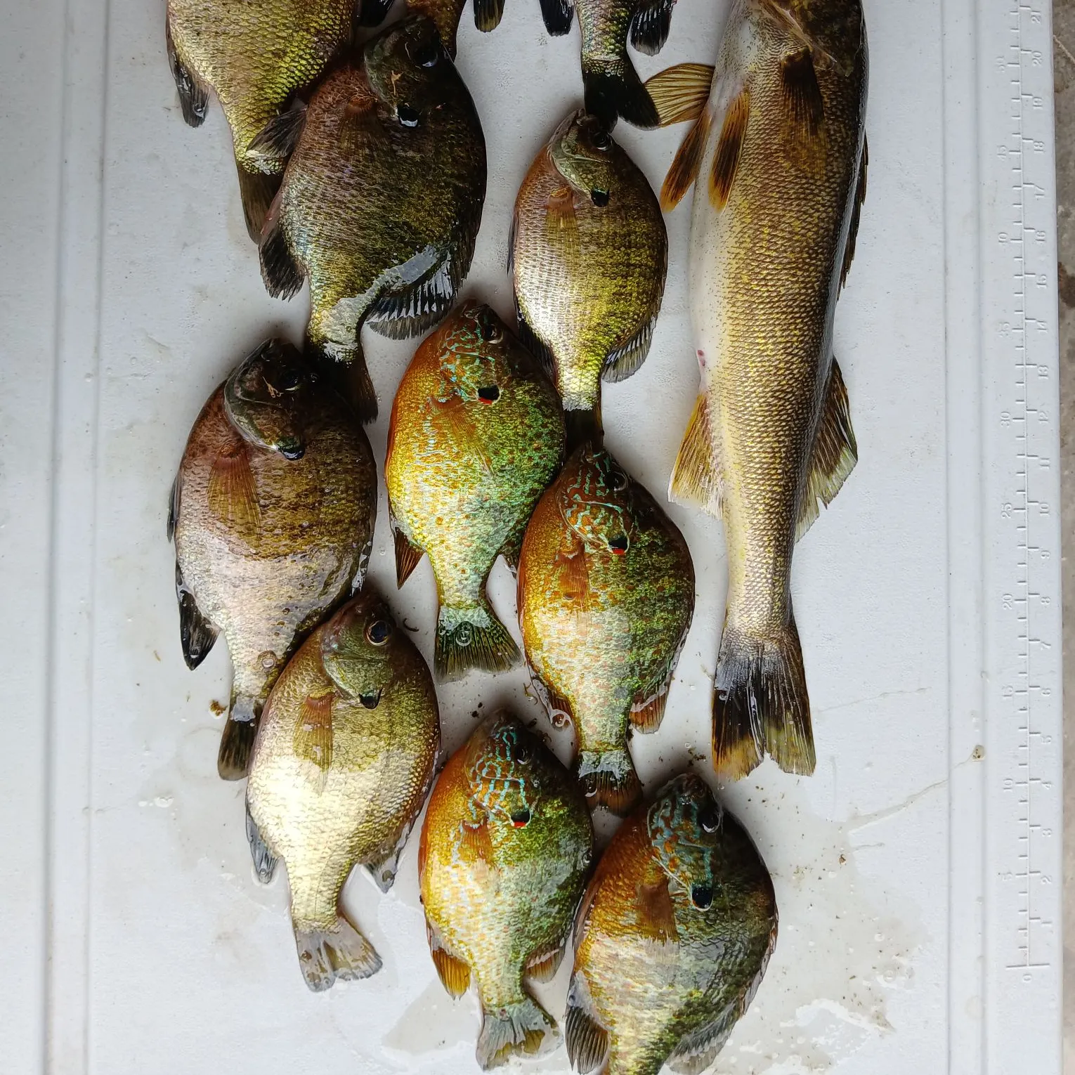 recently logged catches
