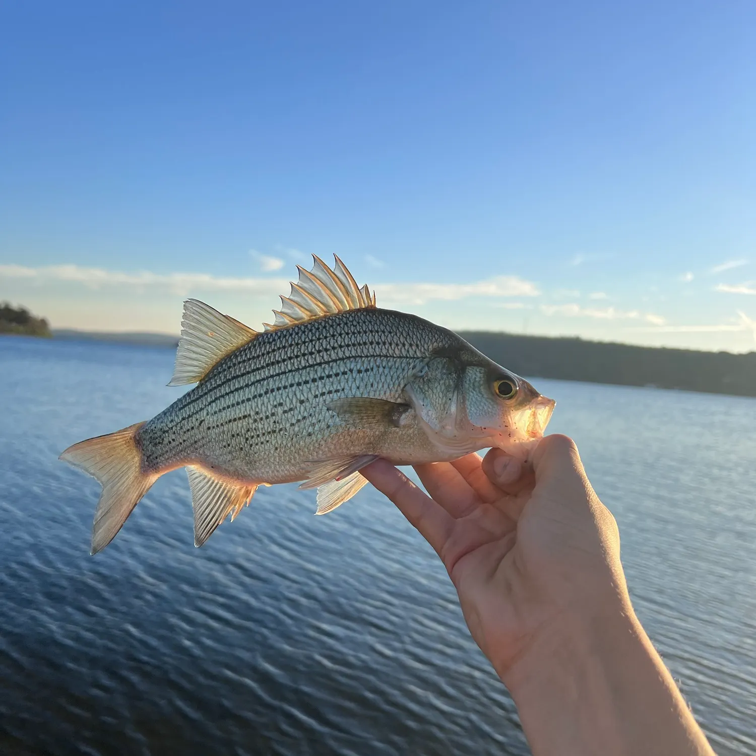 White bass caught on Fishbrain