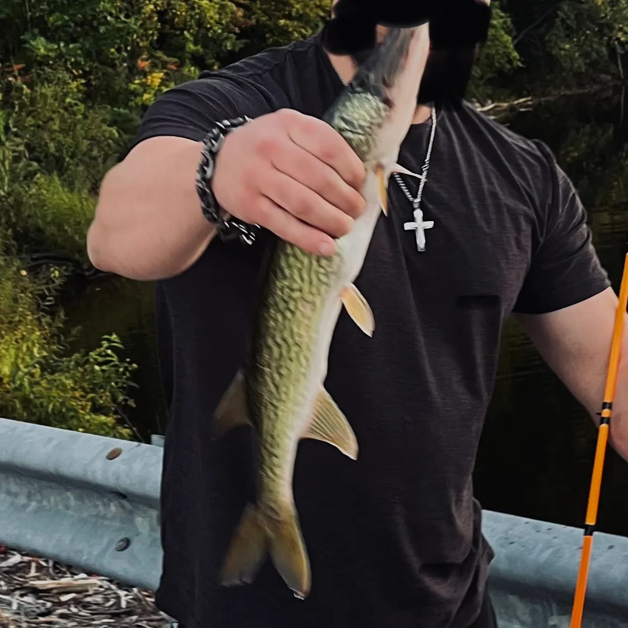 Chain pickerel caught on Fishbrain