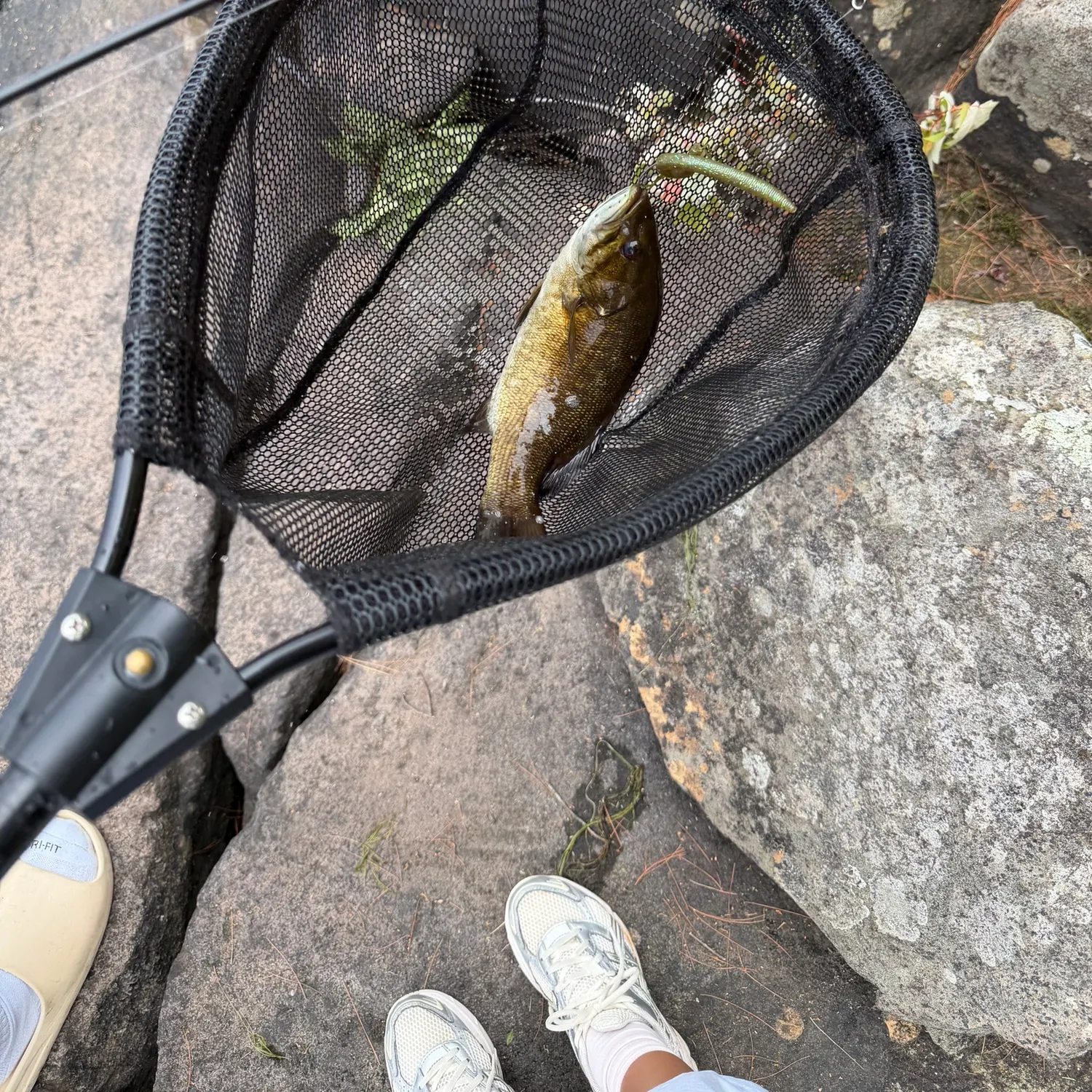 Smallmouth bass caught on Fishbrain