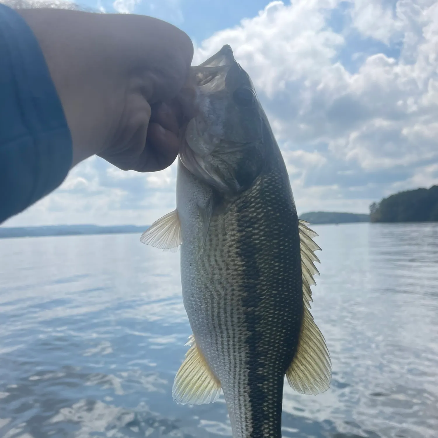 Spotted bass caught on Fishbrain