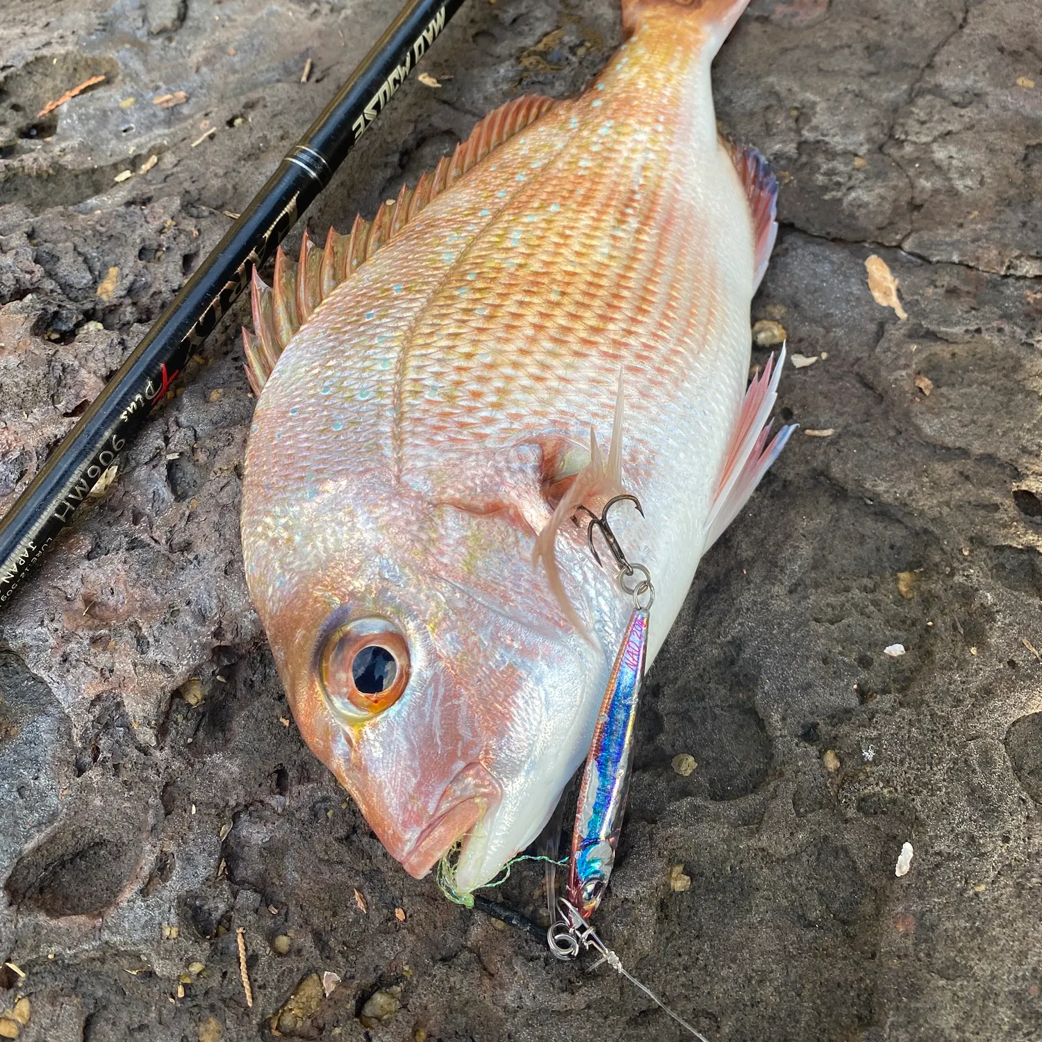 The most popular recent Australasian snapper catch on Fishbrain