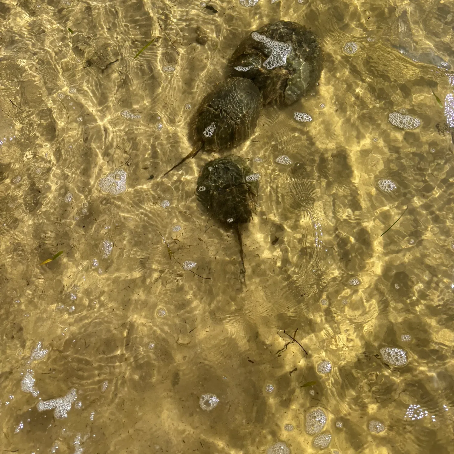 The most recent Atlantic horseshoe crab catches on Fishbrain