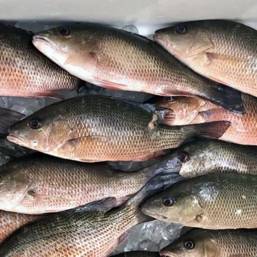 Mangrove snapper caught on Fishbrain