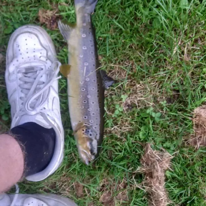 Brown trout caught on Fishbrain