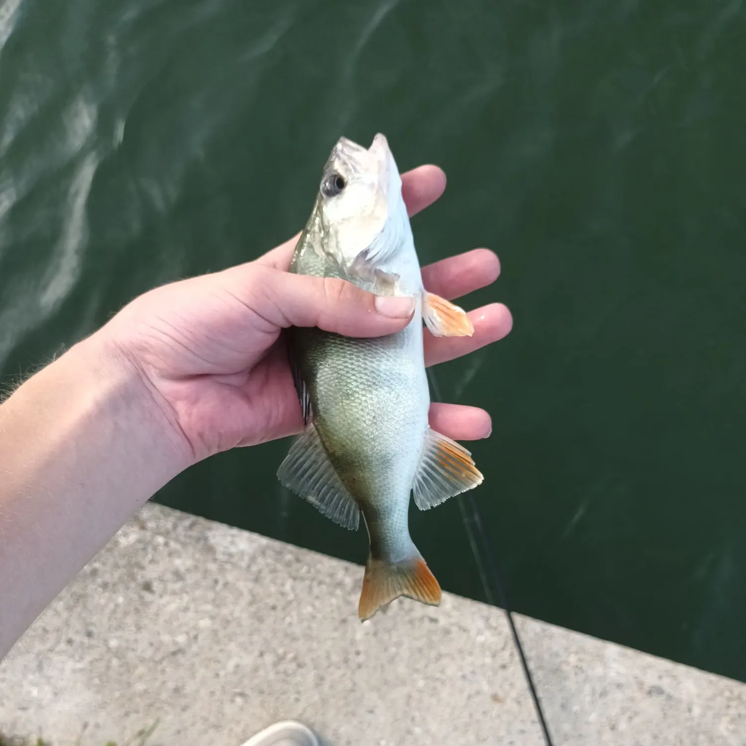 European perch caught on Fishbrain