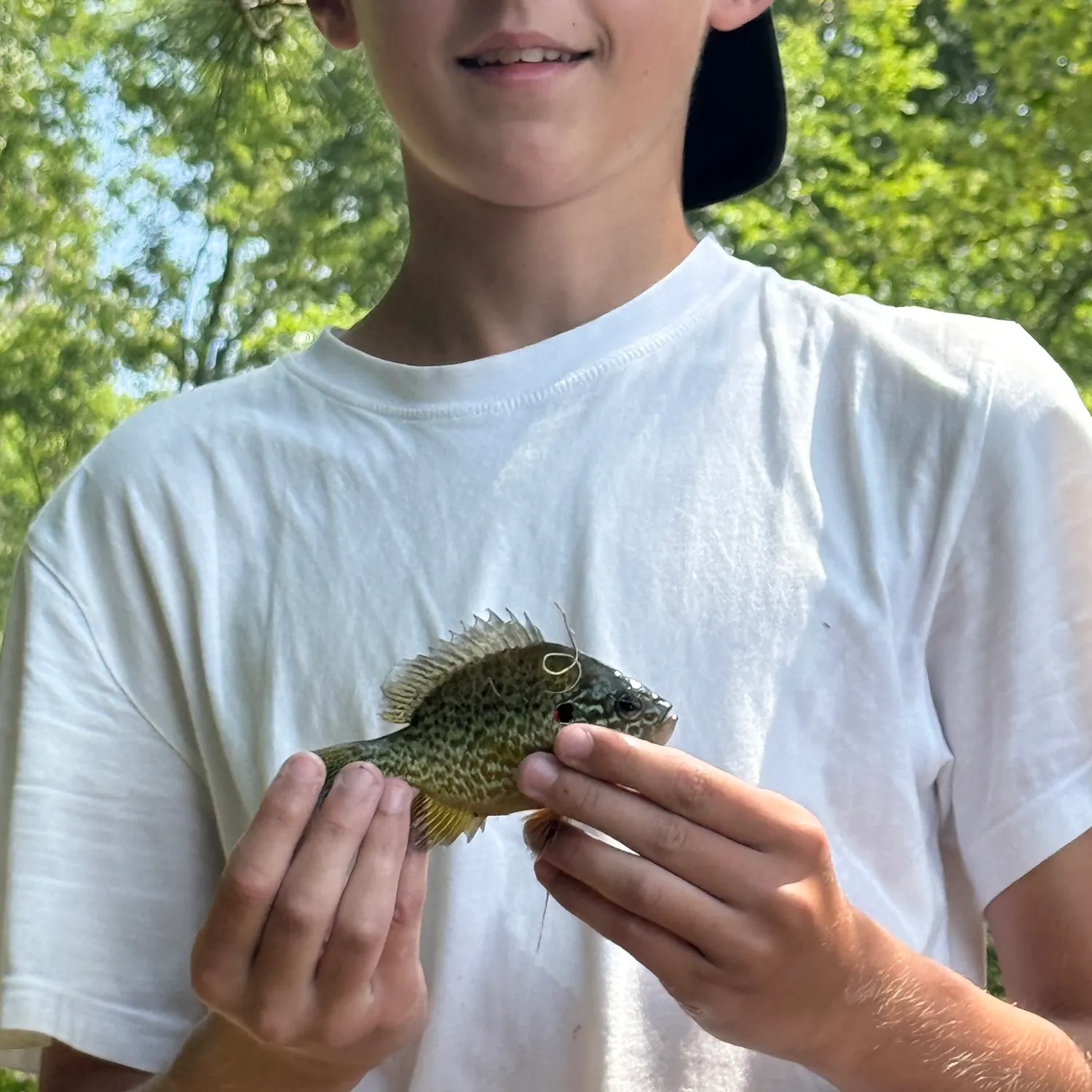 The most recent Pumpkinseed catches on Fishbrain