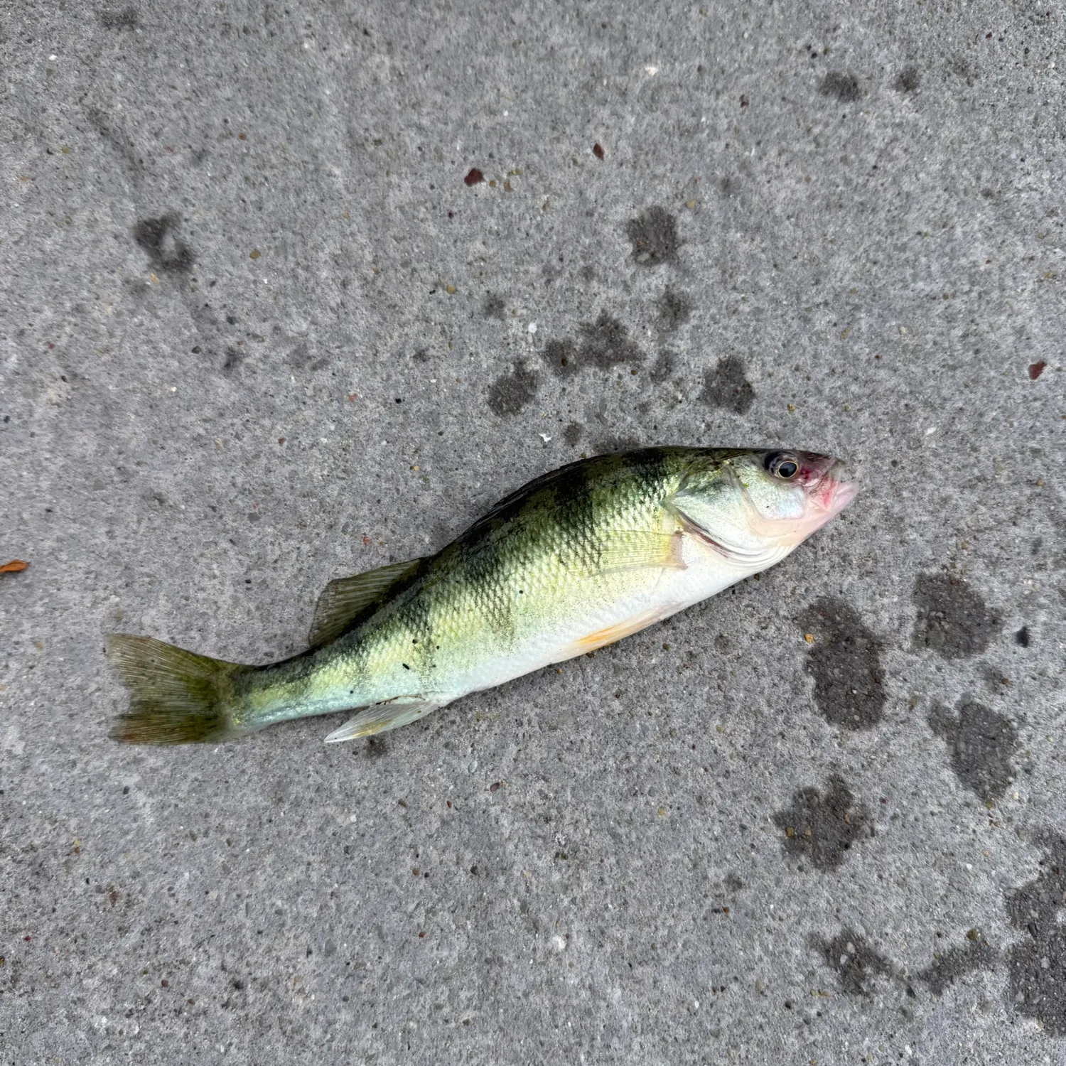 Yellow perch caught on Fishbrain