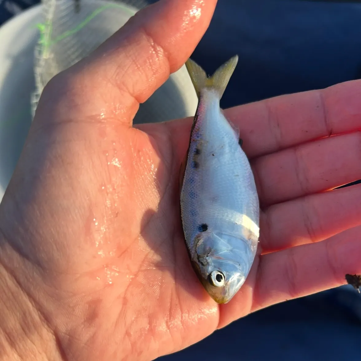 The most recent Gulf menhaden catches on Fishbrain