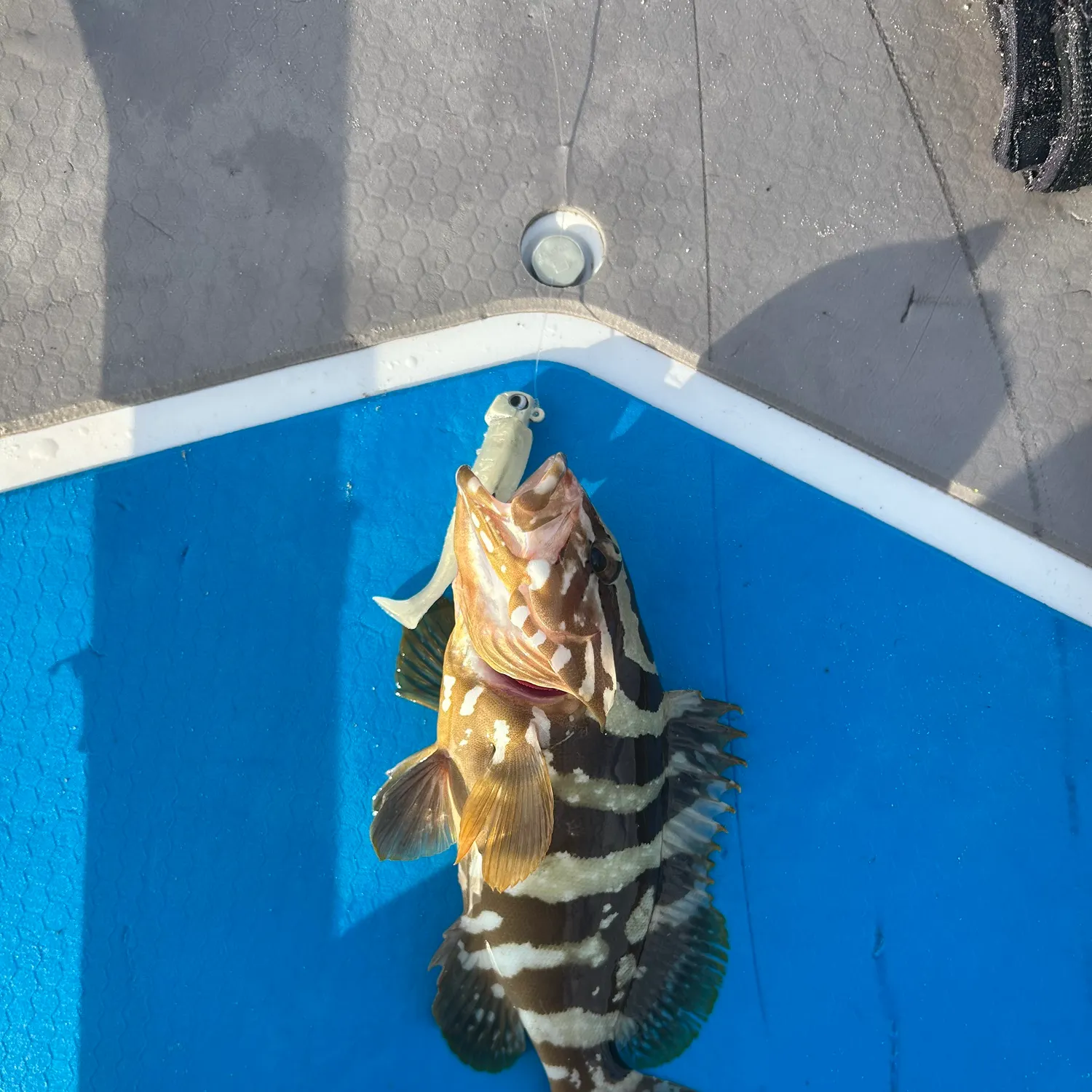 The most recent Nassau grouper catches on Fishbrain