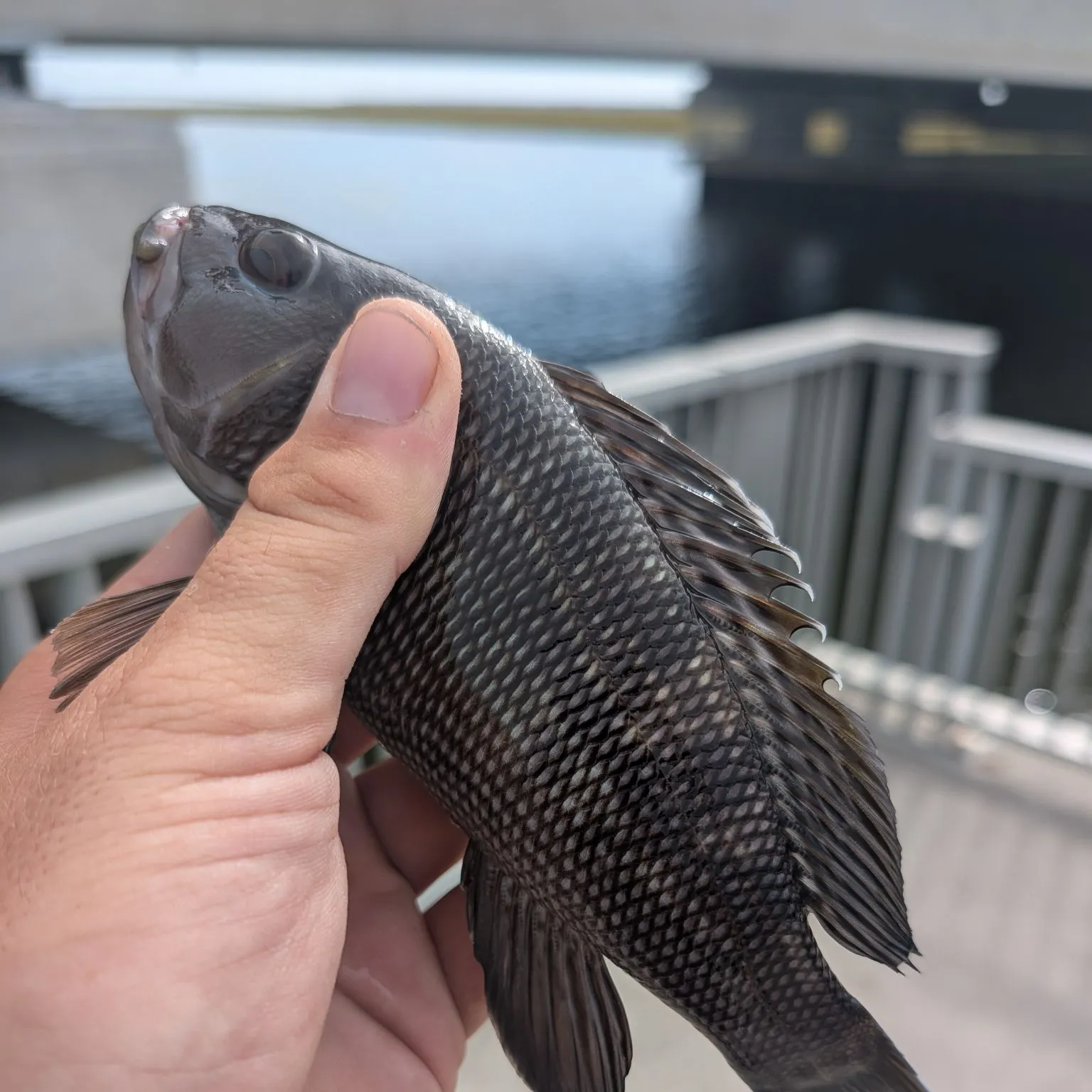 The most recent Black sea bass catches on Fishbrain