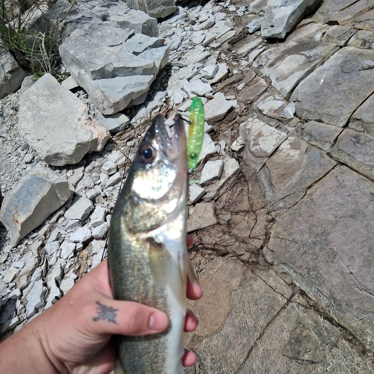 The most recent Walleye catches on Fishbrain