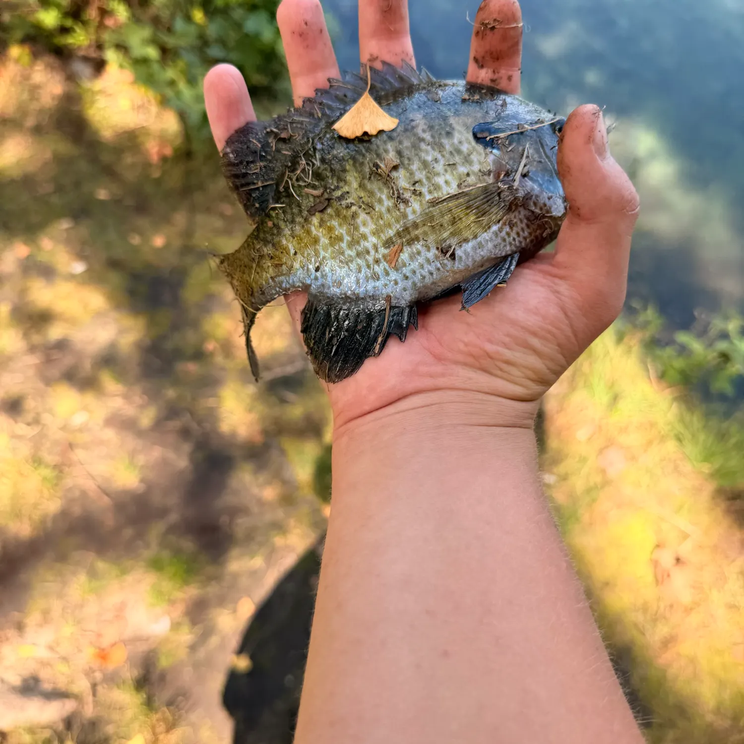 Bluegill caught on Fishbrain