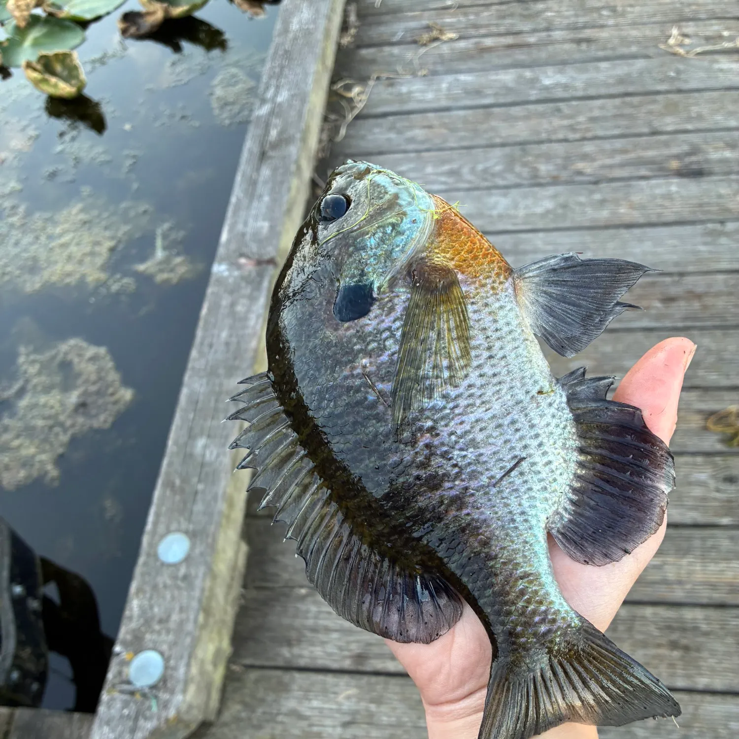 Bluegill caught on Fishbrain