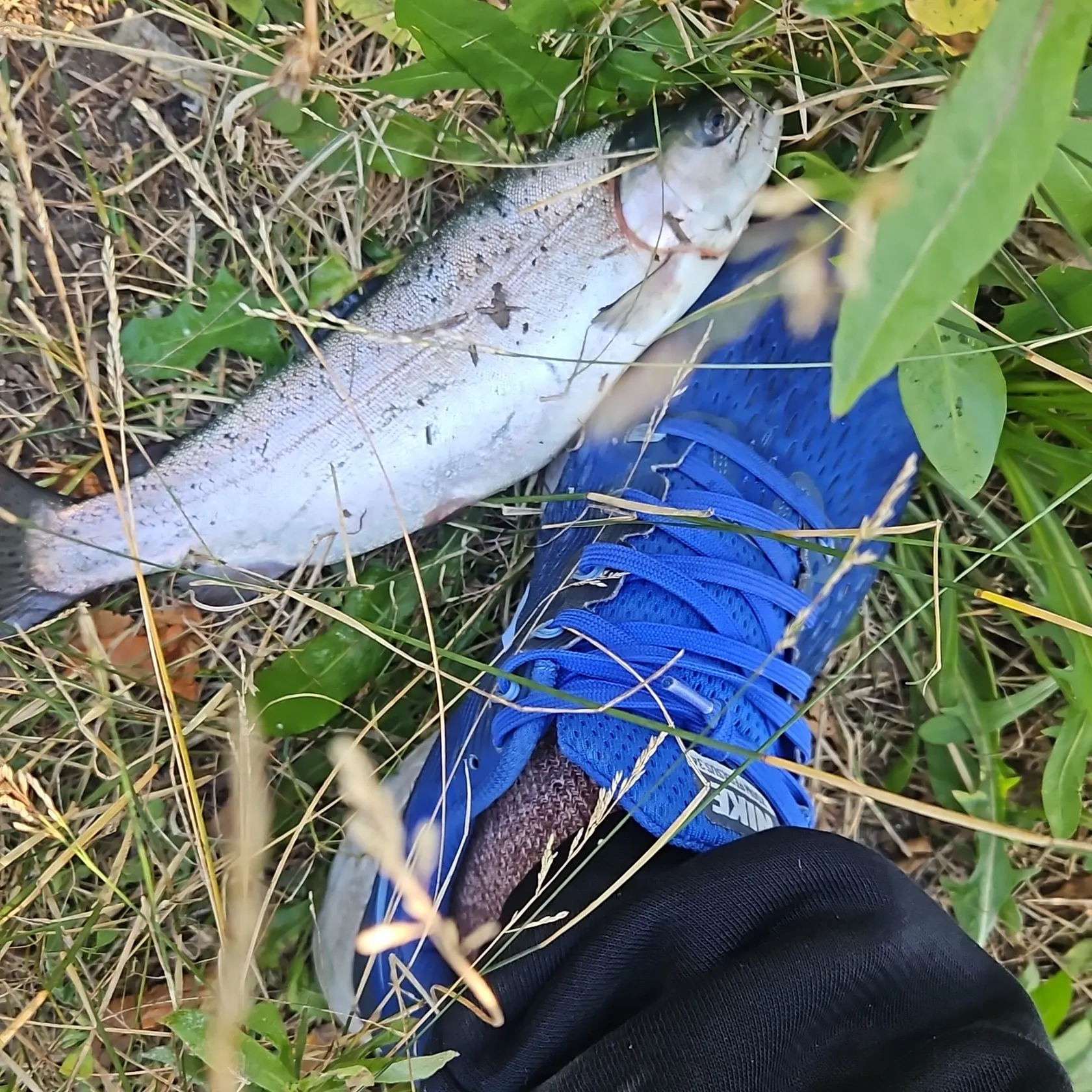 Fish caught on Fishbrain