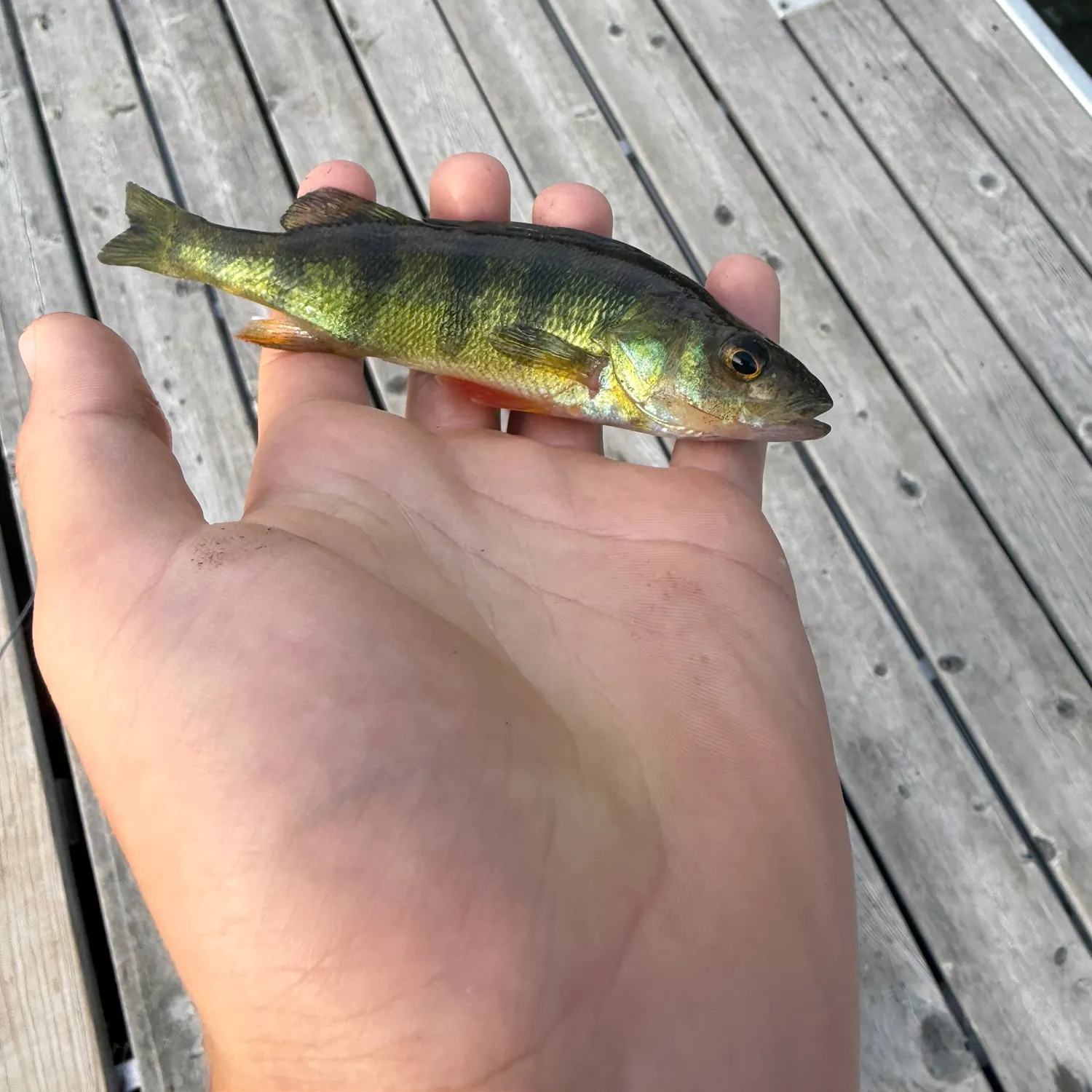Yellow perch caught on Fishbrain