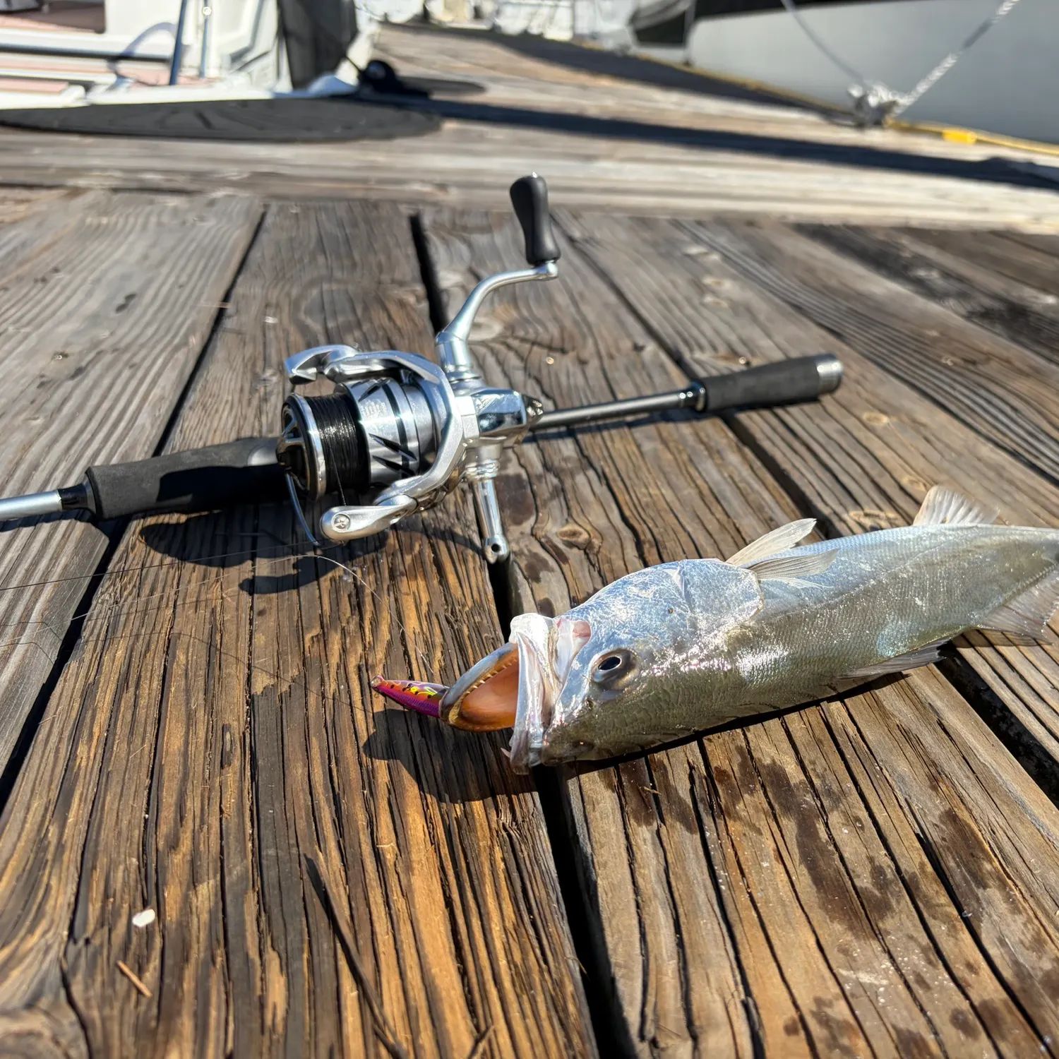 Shortfin corvina caught on Fishbrain
