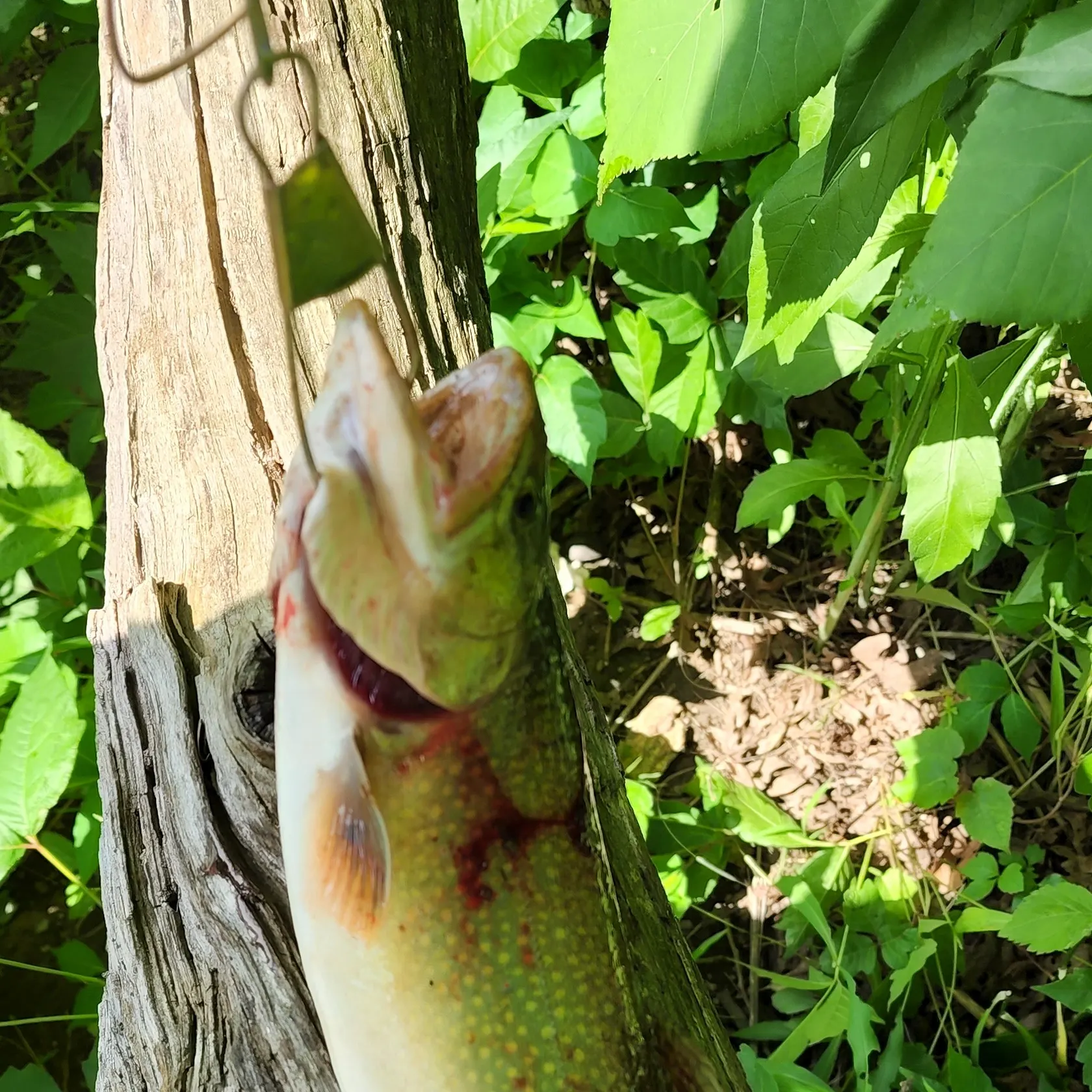 Brook trout caught on Fishbrain