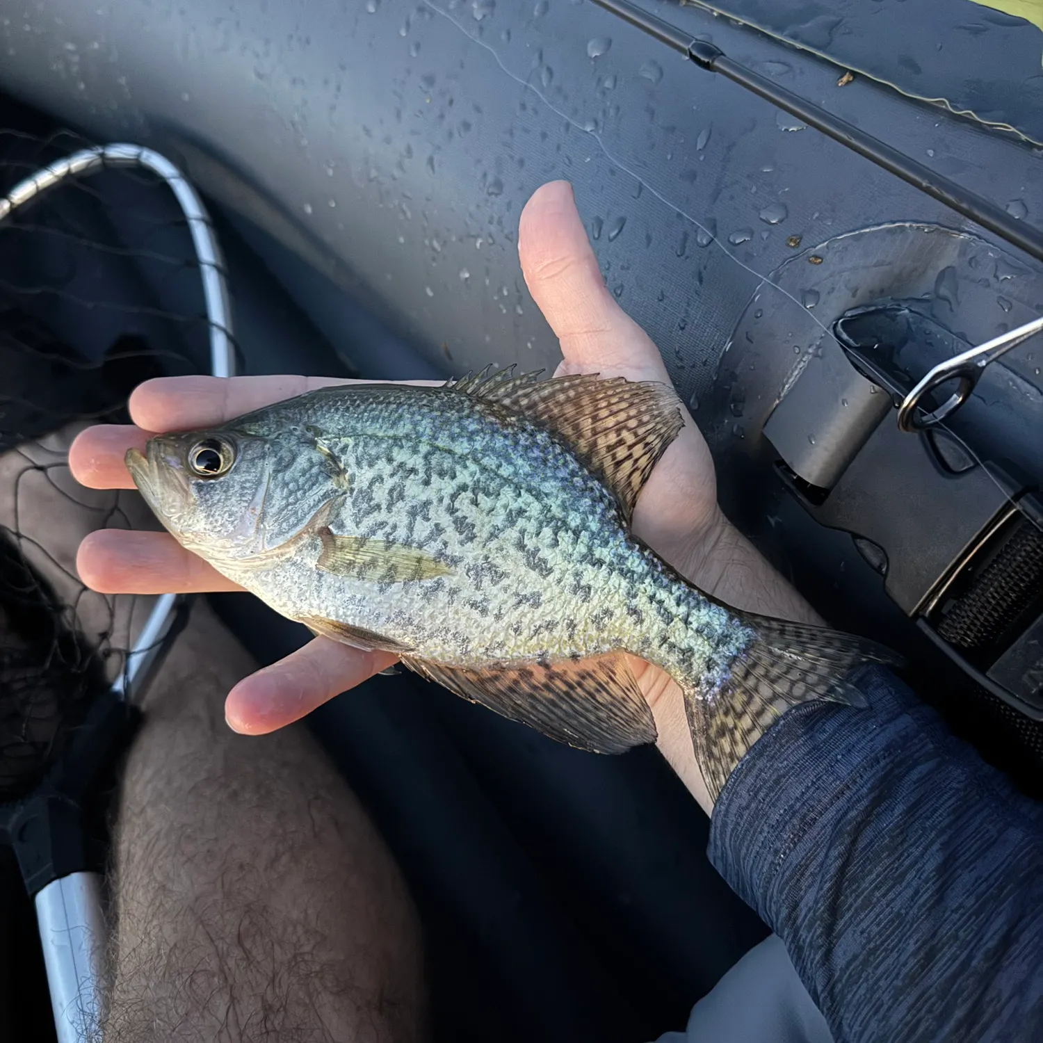 Black crappie caught on Fishbrain